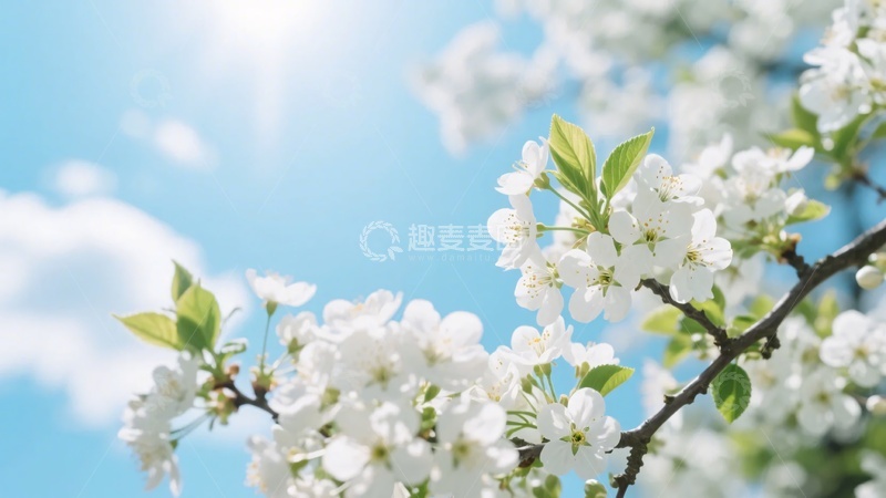 高清大图下载【趣麦麦图】-枝头绽放的洁白春花052