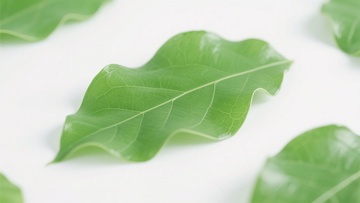 绿色叶片静物摄影图593