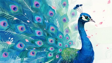 美丽开屏的蓝孔雀插画132