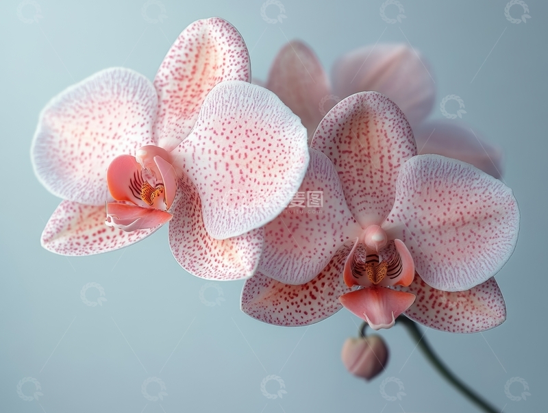 高清大图下载【趣麦麦图】粉色斑点兰花的特写