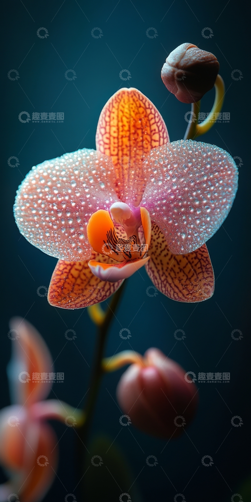 高清大图下载【趣麦麦图】橙色斑点兰花的特写