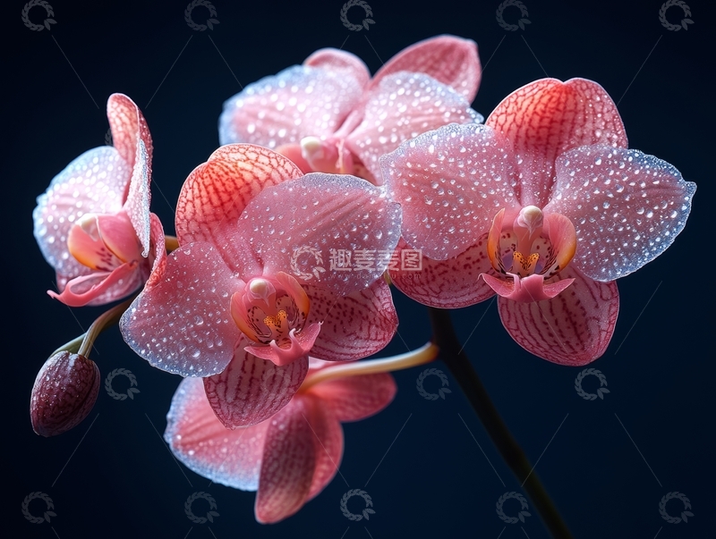 高清大图下载【趣麦麦图】粉色兰花上的露珠