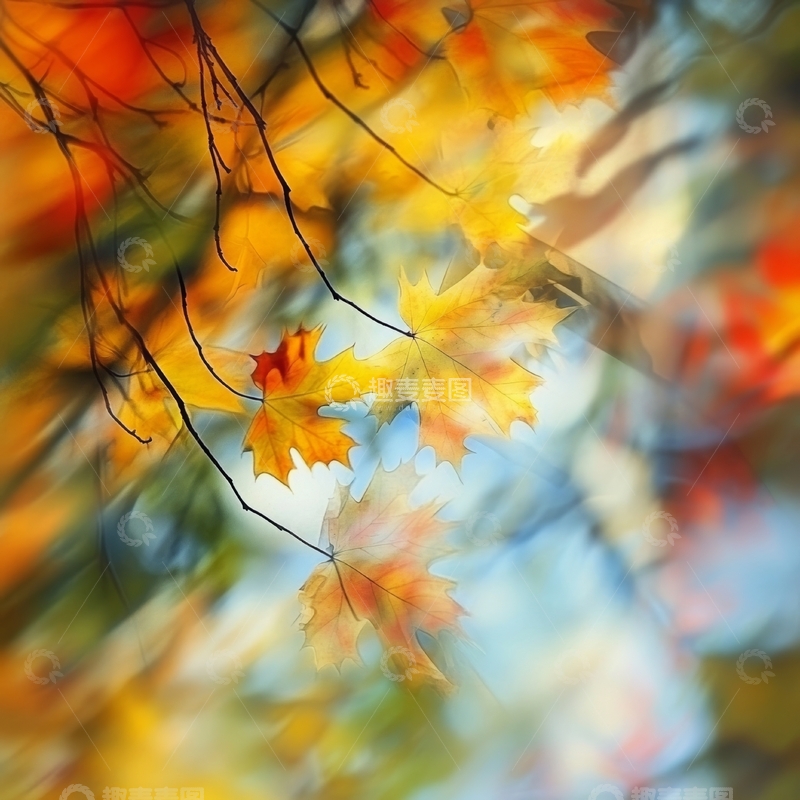 高清大图下载【趣麦麦图】秋日枝头的斑斓叶片
