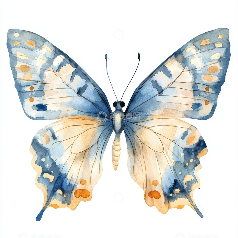 高清大图下载【趣麦麦图】蓝色与黄色相间的蝴蝶插画