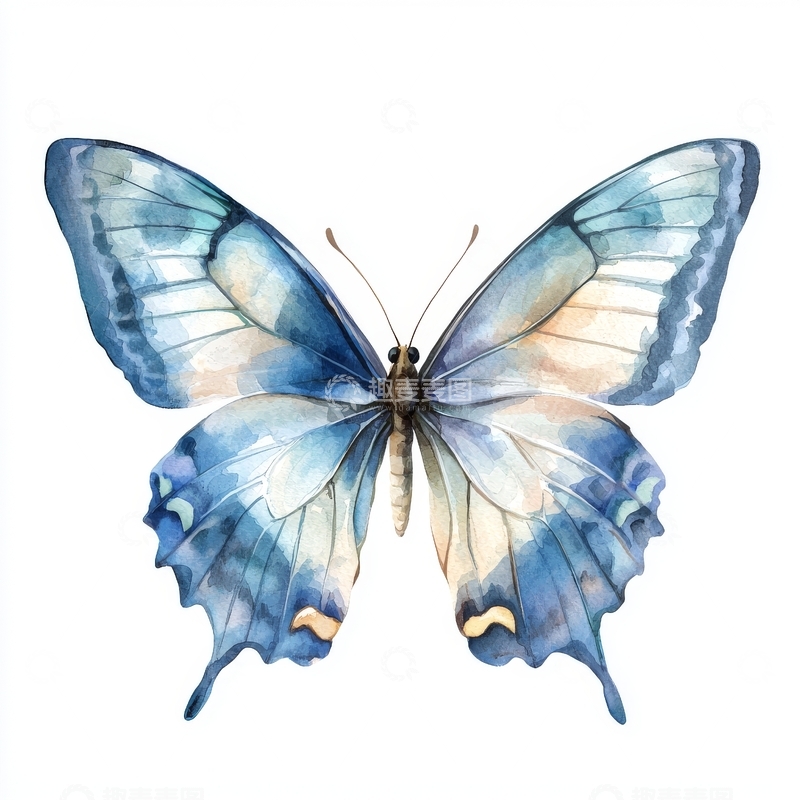 高清大图下载【趣麦麦图】蓝色蝴蝶的水彩画