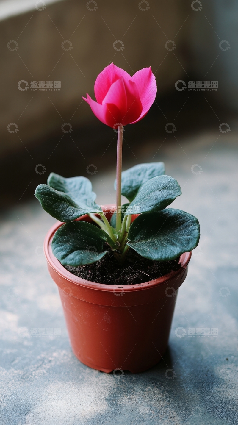 高清大图下载【趣麦麦图】盆栽粉色花朵，绿叶相伴