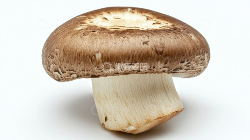 高清大图下载【趣麦麦图】新鲜香菇特写