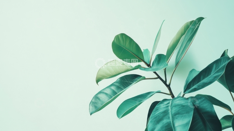 高清大图下载【趣麦麦图】绿叶植物在浅色背景前