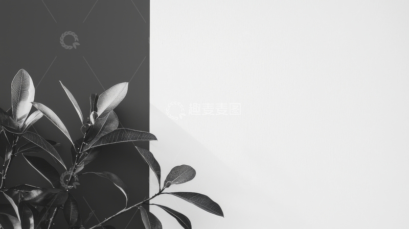 高清大图下载【趣麦麦图】黑白对比下的植物剪影