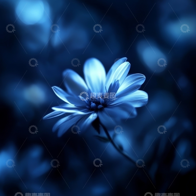 高清大图下载【趣麦麦图】蓝色调中的单朵花