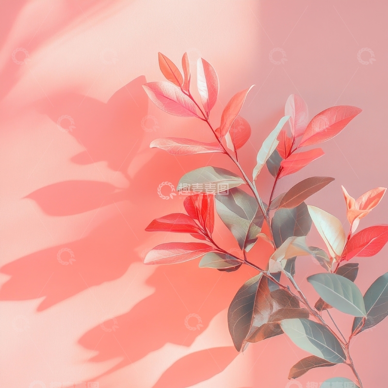 高清大图下载【趣麦麦图】柔和光影下的植物枝叶