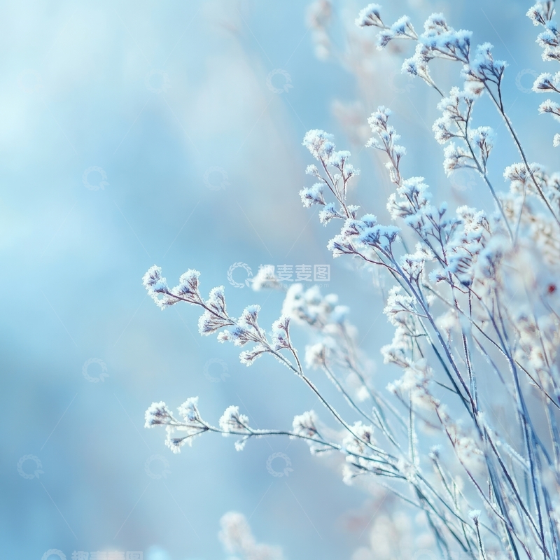 高清大图下载【趣麦麦图】霜冻枝头，冬日柔美景象