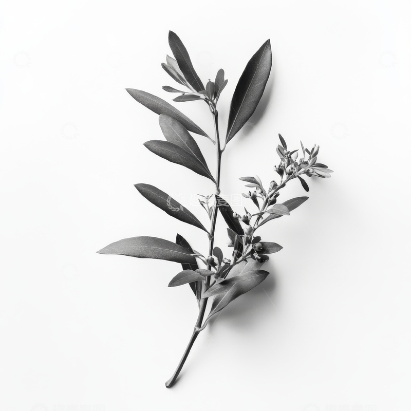 高清大图下载【趣麦麦图】黑白植物枝条特写