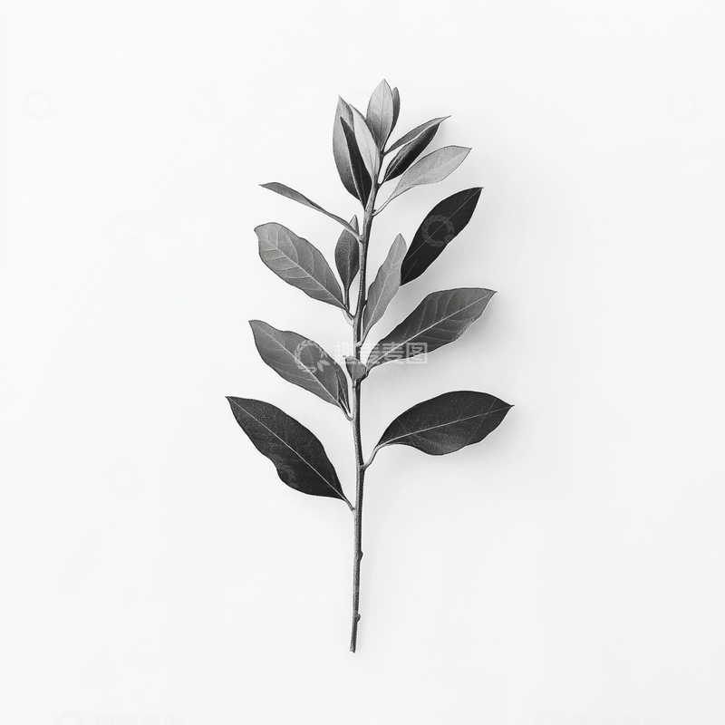 高清大图下载【趣麦麦图】黑白枝叶特写