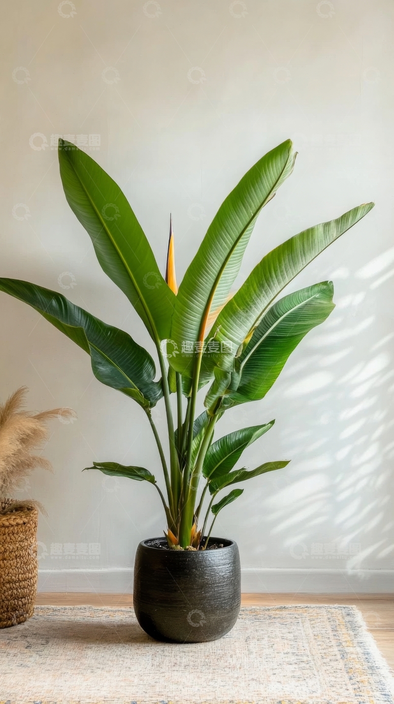 高清大图下载【趣麦麦图】室内大型绿植盆栽