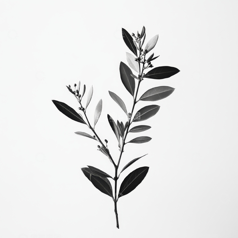 高清大图下载【趣麦麦图】黑白植物枝条艺术摄影