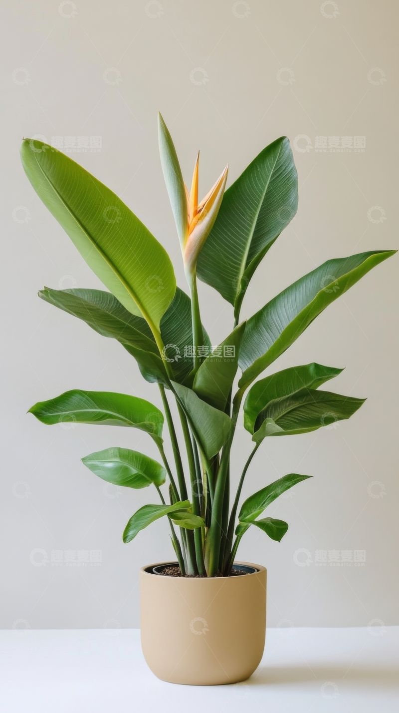 高清大图下载【趣麦麦图】室内盆栽鹤望兰植物