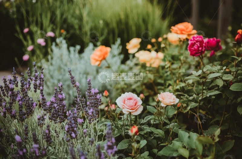 高清大图下载【趣麦麦图】花园中的玫瑰与薰衣草