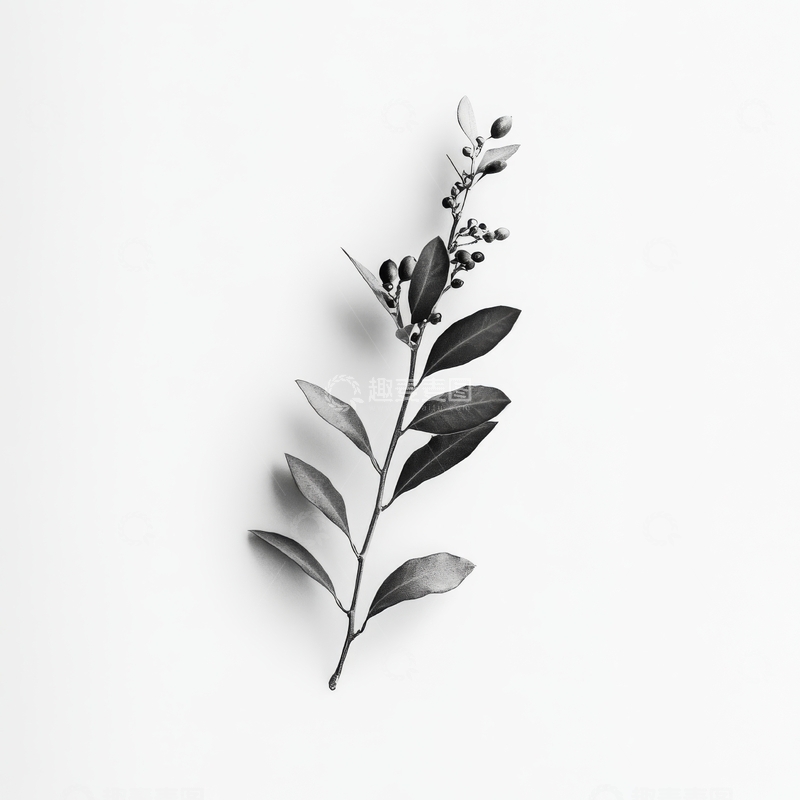 高清大图下载【趣麦麦图】黑白植物枝条艺术插图