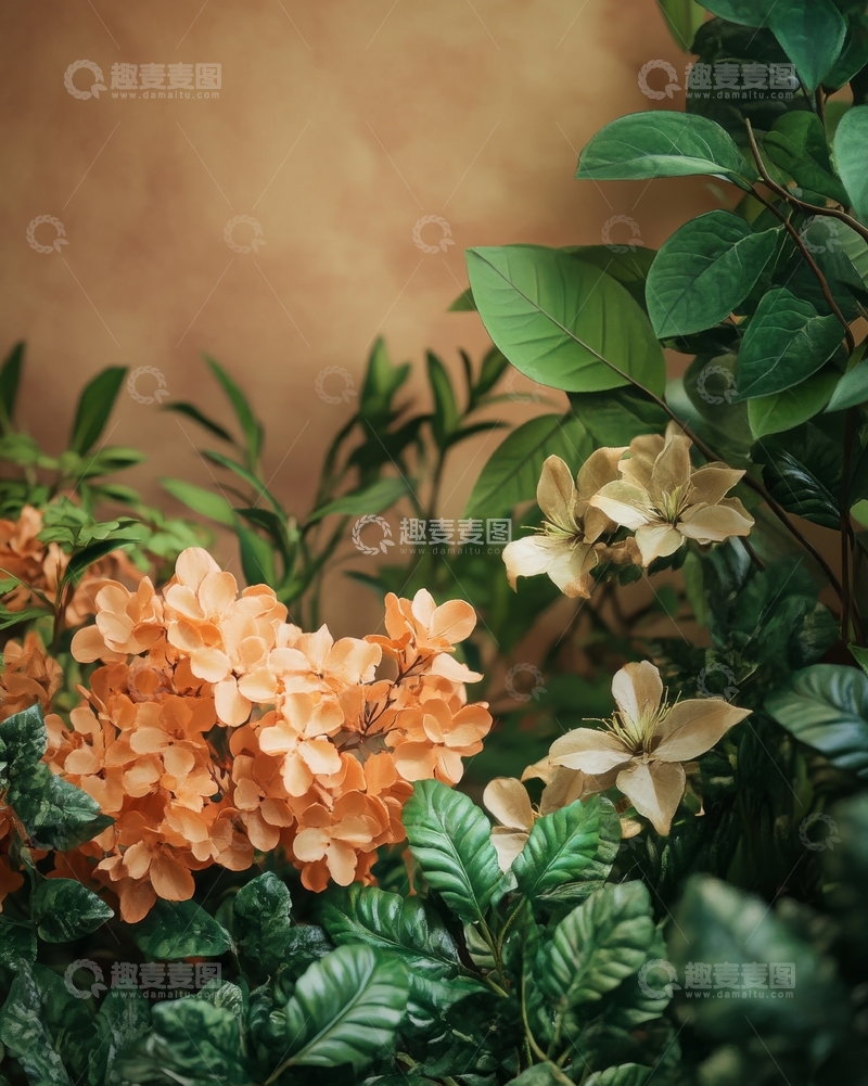 高清大图下载【趣麦麦图】橙色绣球与白色花朵的静谧组合