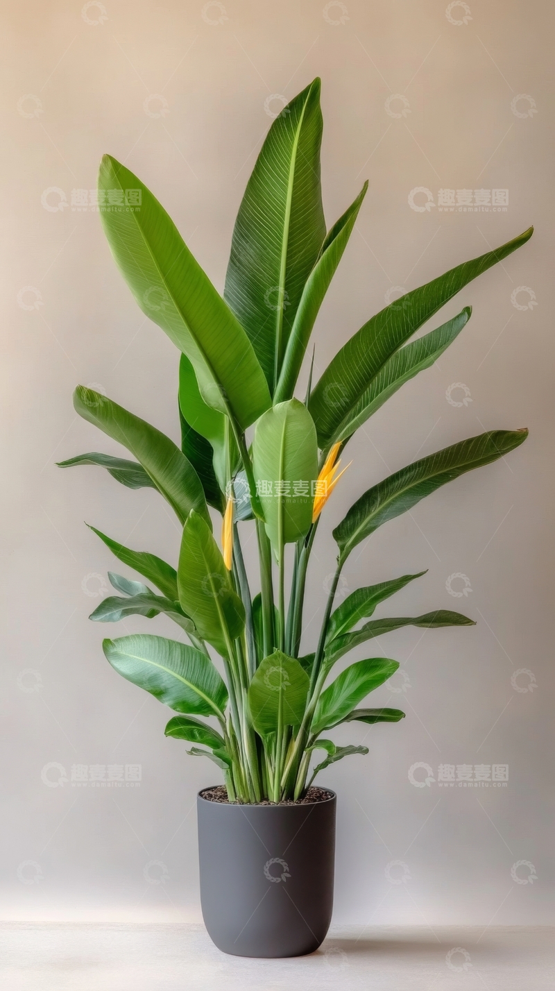 高清大图下载【趣麦麦图】绿植盆栽，室内装饰植物