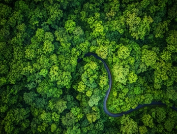 蜿蜒森林小径俯瞰图