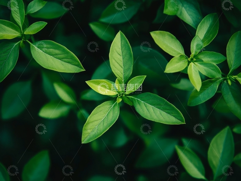 高清大图下载【趣麦麦图】绿叶丛生，自然生机