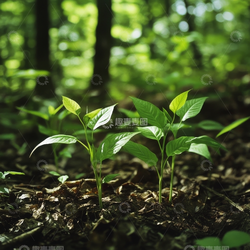 高清大图下载【趣麦麦图】森林中的新生绿芽