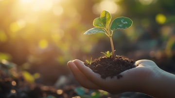 手捧幼苗，沐浴阳光