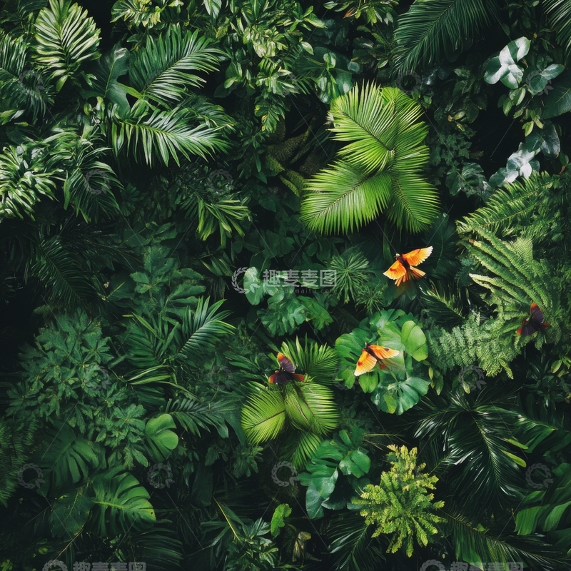 高清大图下载【趣麦麦图】热带雨林中的蝴蝶与绿植