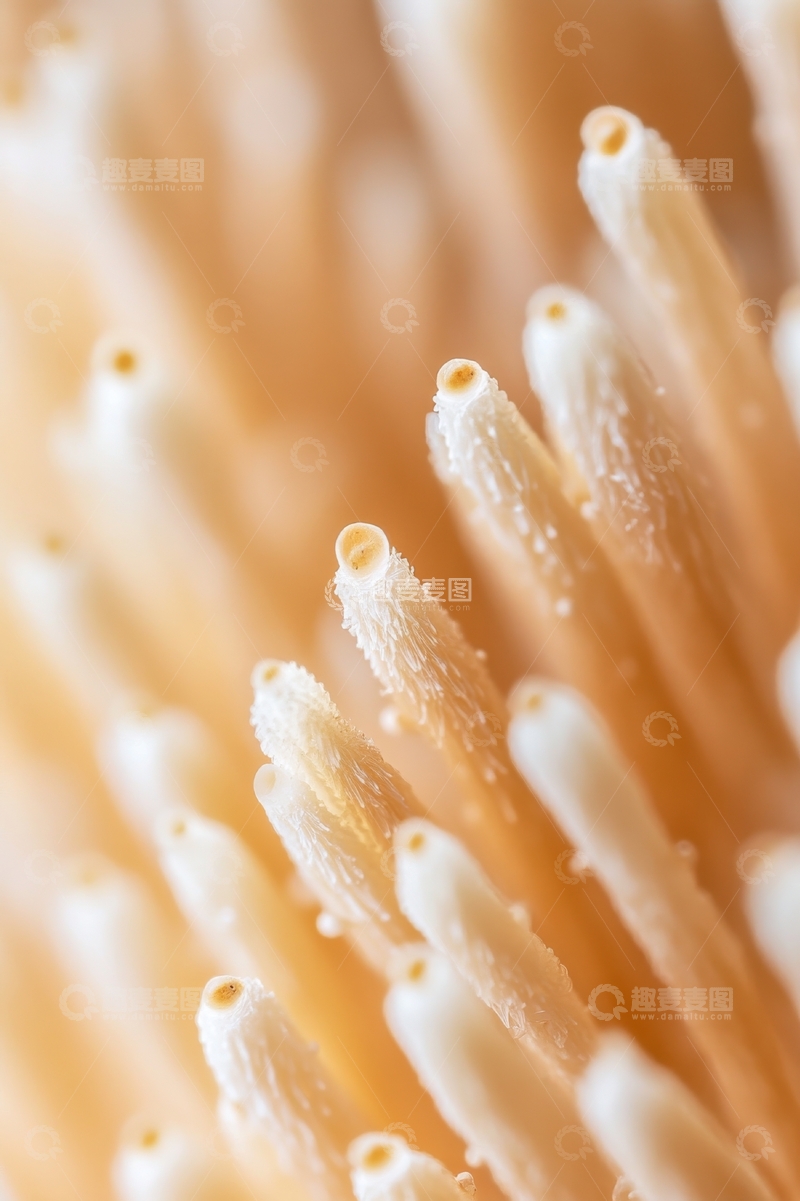 高清大图下载【趣麦麦图】菌丝特写：细长结构的自然纹理