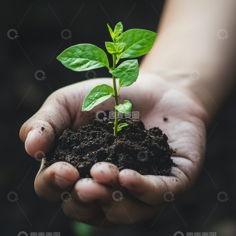 高清大图下载【趣麦麦图】双手捧着带幼苗的土壤