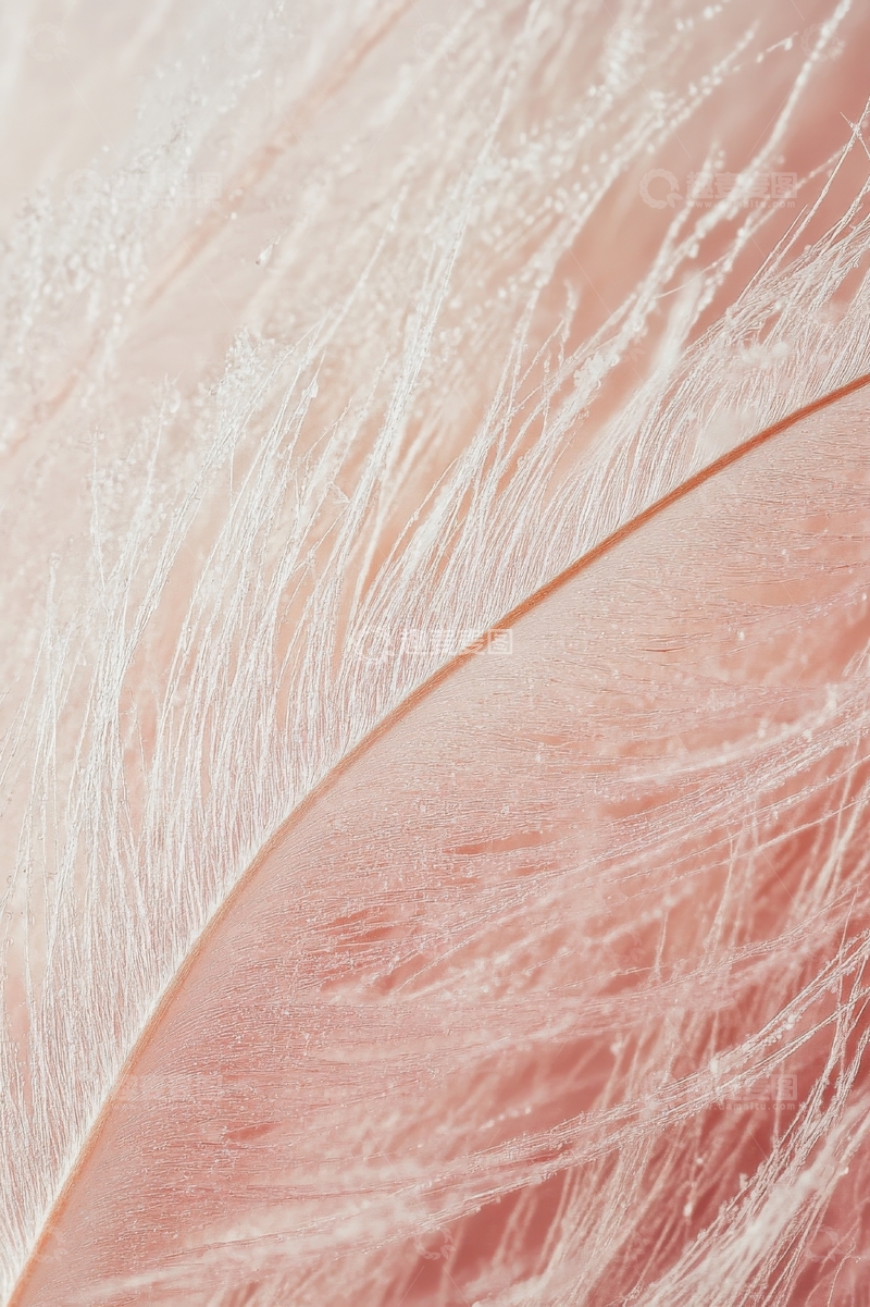 高清大图下载【趣麦麦图】粉色羽毛的细腻纹理