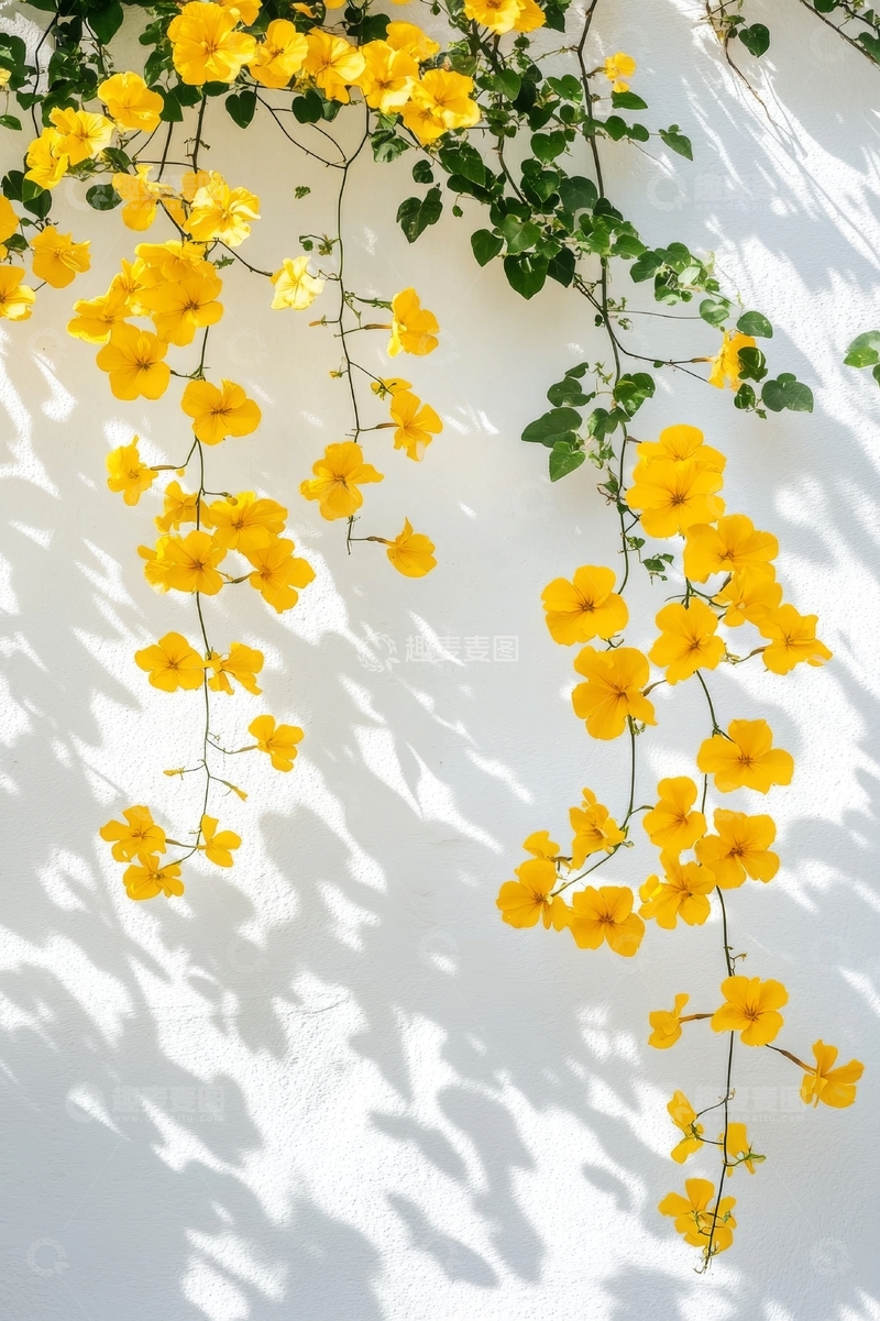 高清大图下载【趣麦麦图】黄色花朵垂挂于白色墙面