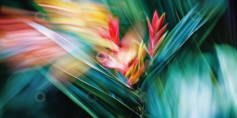 高清大图下载【趣麦麦图】-动感模糊的热带花卉