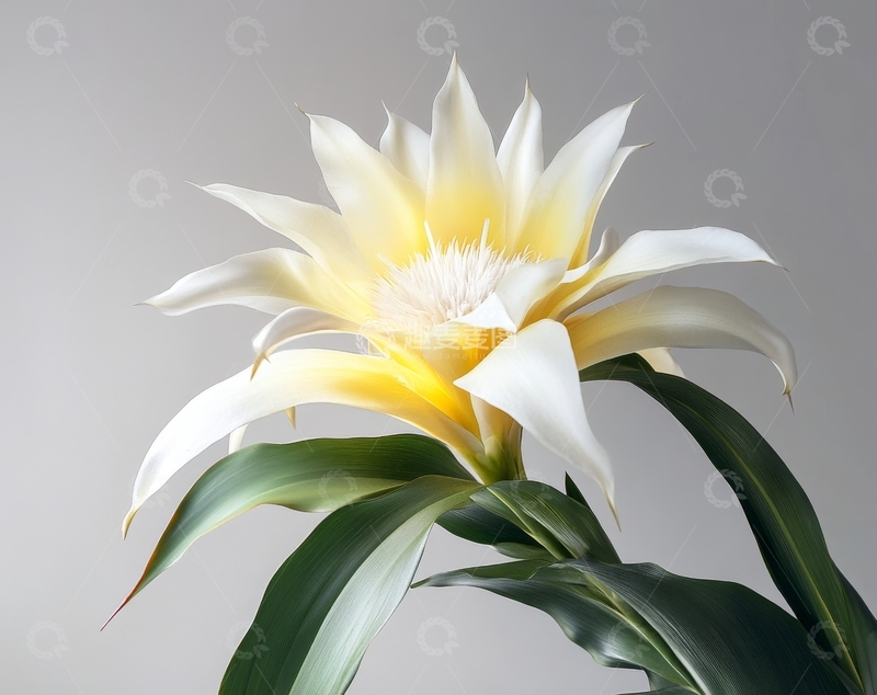 白色花朵绽放，绿叶衬托