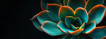 霓虹多肉植物特写