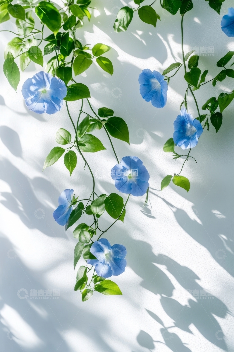 高清大图下载【趣麦麦图】蓝色牵牛花与绿叶在阳光下的影子