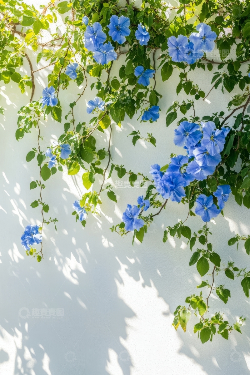 高清大图下载【趣麦麦图】蓝色花朵攀爬在白色墙面上