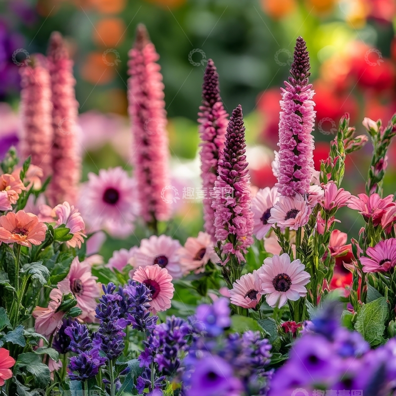 高清大图下载【趣麦麦图】多彩花卉绽放的花园景色