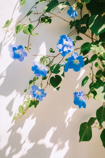 蓝色牵牛花在白色墙上的光影