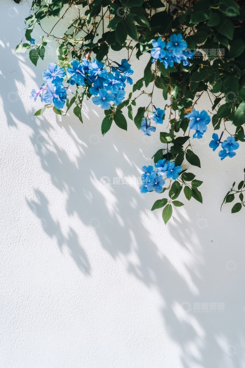 高清大图下载【趣麦麦图】蓝色花朵垂挂于白墙之上