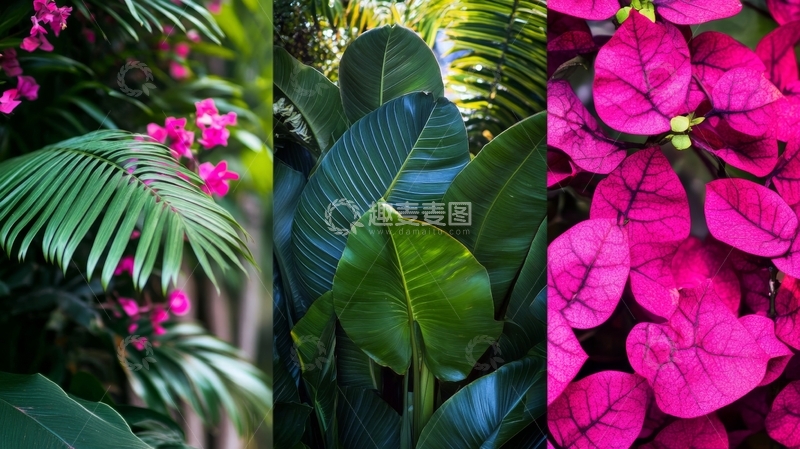 高清大图下载【趣麦麦图】热带植物与花卉的多彩组合