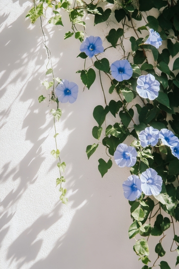 蓝色牵牛花攀爬白墙