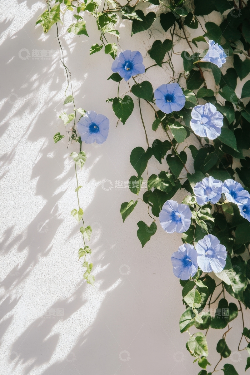 高清大图下载【趣麦麦图】蓝色牵牛花攀爬白墙