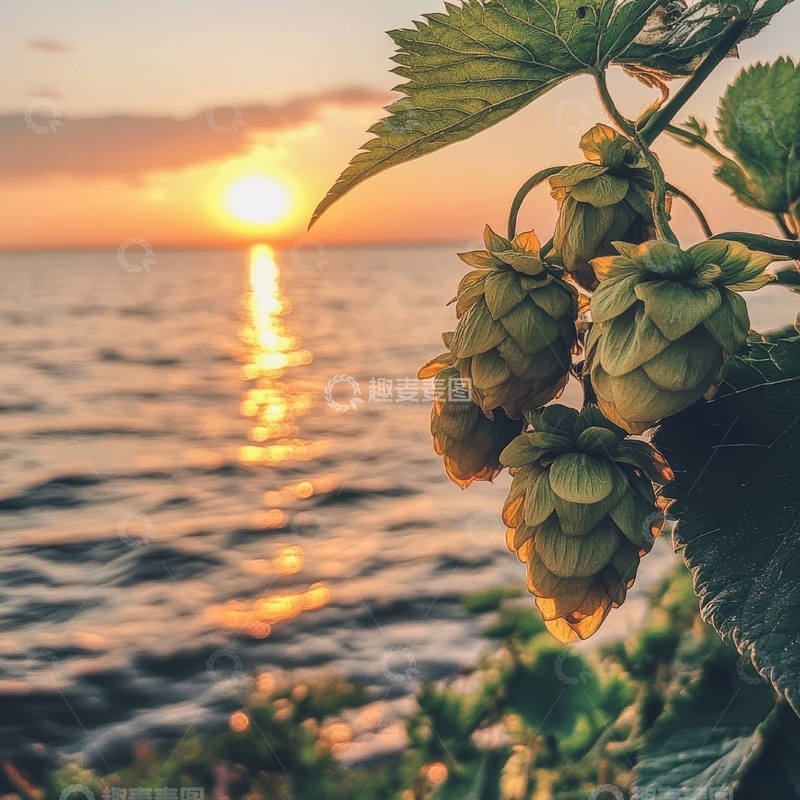高清大图下载【趣麦麦图】日落海边的啤酒花