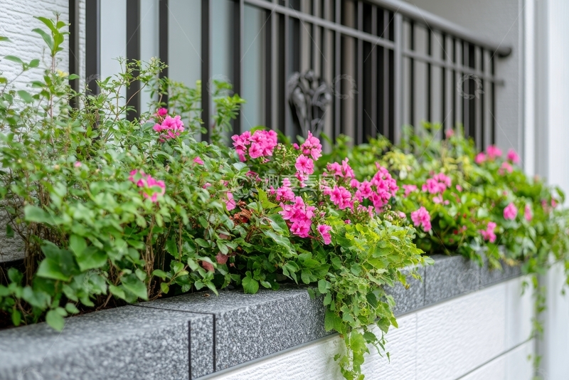 高清大图下载【趣麦麦图】窗台上的粉色花朵与绿植