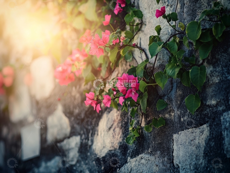 高清大图下载【趣麦麦图】石墙上的粉色花朵