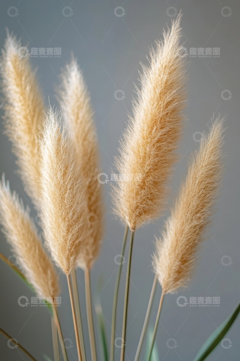 高清大图下载【趣麦麦图】金色芦苇穗在灰色背景下的特写