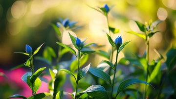 晨光中的蓝色花蕾